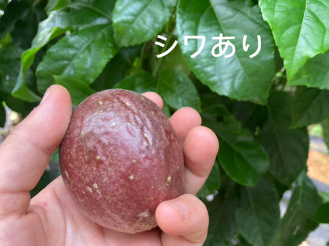 🌺訳あり数量限定《 はねだしセット 》
【有機JAS認証】オーガニック芳醇パッションフルーツ/『はねだし3kg¥6500』/そのまま食べてもお菓子づくりや加工にも◎/30個〜50個/傷シワ色むら