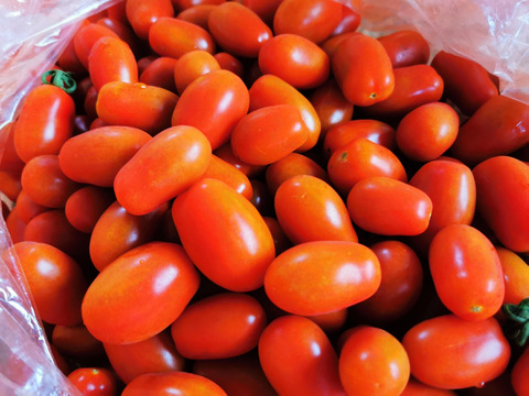 ソバージュ栽培ミニトマト『ロッソナポリタン』と、今育ててる野菜セット