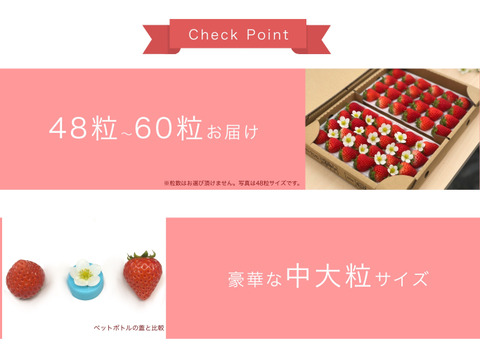 子どもが喜ぶ夏イチゴ☆ジューシーな中粒大粒☆ (2025年 夏秋お届け)