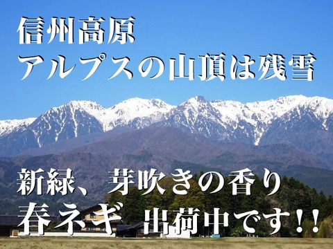 信州産【白ネギ】⭕️香り豊か⭕️採れたて瑞々しい「春ネギ」✨S/M/L/2L混合18本約2.3kg✨【農薬・化学肥料不使用】✨