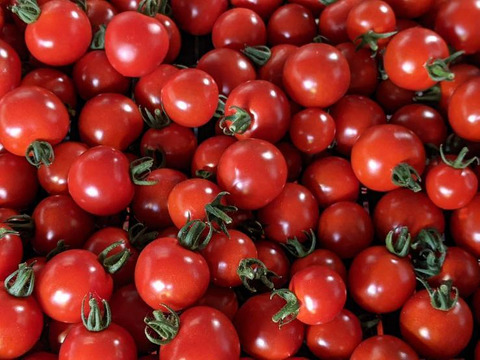 今年の夏も【かねこ農園】のスイカとミニトマトが食べたーい！！　北海道産【小玉スイカ】「ピノガール」1玉+有機ミニトマト「ほれまる」500ｇ×2パックセット！