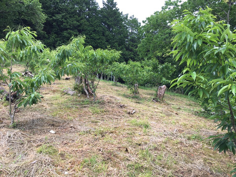 【農薬不使用】大粒で上品な味わい！遠州和栗(2kg)