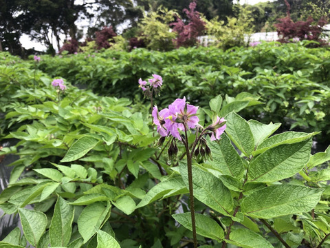 【完売御礼】【土まで安心・皮ごと安心の赤じゃがいも】
甘くてホクホク、栄養たっぷり春じゃがいも2kg　アンデスレッド　※農薬化学肥料不使用