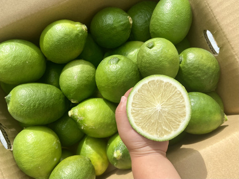 【薄皮】グリーンレモン 5kg【種が少ない】【防腐剤・ワックス不使用】
