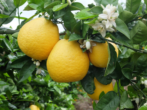 熊本発祥！果汁たっぷり！河内晩柑【ジューシーオレンジ】樹齢40年　5Ｋ小玉　　15～20玉　甘い！