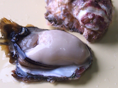 ぷりぷり・ミルキー！天草有明海育ちの 岩牡蠣 1kg❕牡蠣ナイフ付き