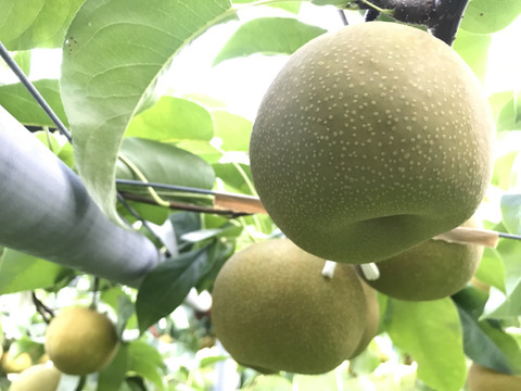 【贈答用幸水梨5kg】甘い‼️まるで梨ジュース💦(中玉14~16個入)✨️ひとつひとつ色付きを確認して樹上完熟で収穫します😋鮮度を保つため早朝に収穫しクール便でお届け🚚【夏ギフト】