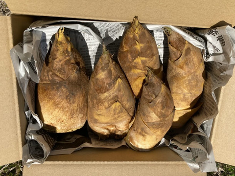 〜朝掘タケノコ4㎏（3本〜5本）〜鮮度抜群、香り豊かで みずみずしくエグミが少ない！