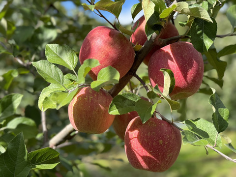 【厳選食べ比べ】青森県サンふじ＆ぐんま名月！贈答用3kg《樹上完熟》《リピート多数》