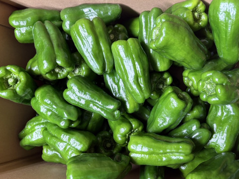 ※本日最終セール※【訳あり詰め合わせ】採れたてピーマン４kg