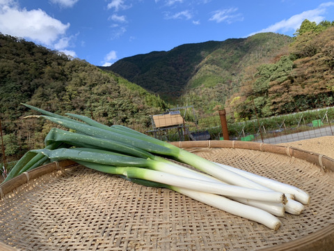 兵庫県香美町産長ねぎ2ｋｇ（箱入約15-20本）採れたてを発送《白ネギ》