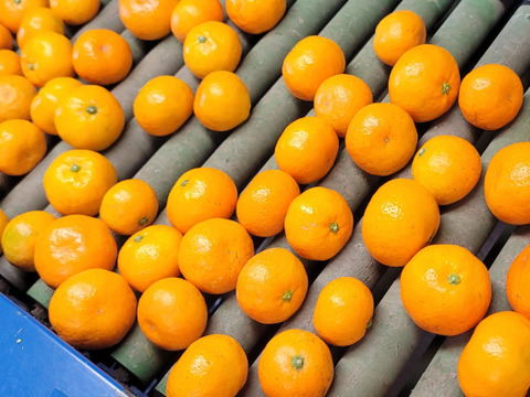 【ご家庭用 Sサイズ以下小玉2kg】甘味凝縮 有田みかん