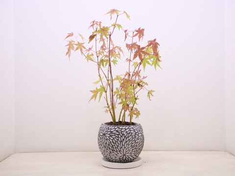 ミニ盆栽【紅葉🍁ヤマモミジ × 白花模様陶器】高さ41cm×横23cm【冬ギフト】