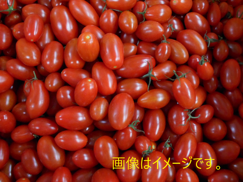 【訳あり】島根県江津市産☆　ミニトマト スパルタ生まれのひみこ　１kg入り