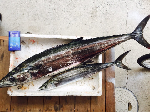 刺身が最高　小豆島沖一本釣り　鰆3ｋｇ弱