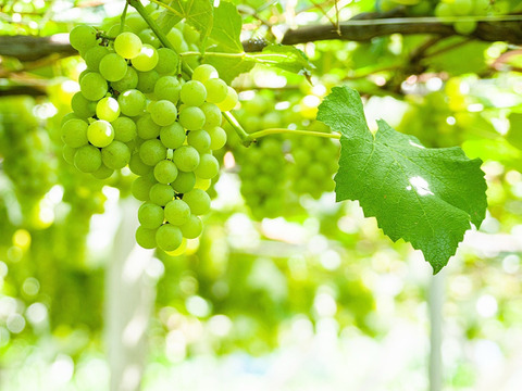 【樹上完熟】粒ぶどう３種食べ比べ詰め合わせセット 農薬不使用 自然栽培 四万十産