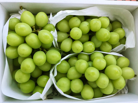 9月上旬より順次発送 予約販売 自慢のシャインマスカット 2kg 山梨県韮崎の獲れたて種なしぶどう 山梨県産 食べチョク 農家 漁師の産直ネット通販 旬の食材を生産者直送 9月上旬より順次発送 予約販売 自慢のシャインマスカット 2kg 山梨県韮崎の獲れたて種なしぶどう 山梨県産 食べチョク 農家 漁師の産直ネット通販 旬の食材を生産者直送