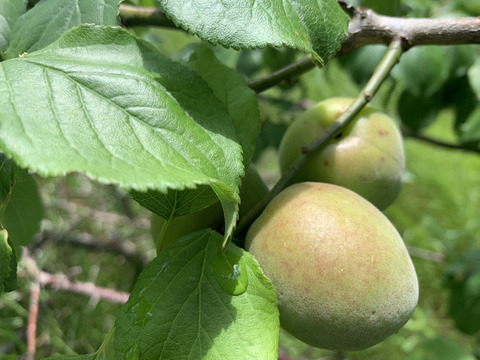 まじりっけなし！梅シロップ•梅酒に最適！『色づき梅郷』3kg 自然栽培の梅。農薬不使用