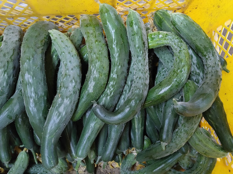 にんにくバラ300ｇ+イボイボが自慢の四葉きゅうり20本　訳あり　フードレスキュー