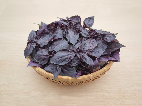採れたて！新鮮ダークオパールバジル 200g 【農薬化学肥料不使用】