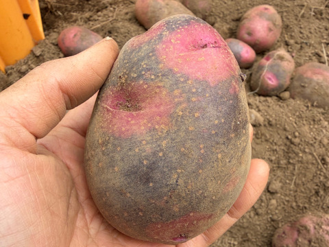 ほんのり甘くて、しっとりホクホク。 島育ちのじゃがいも『グラウンドペチカ』五島産 ５kg