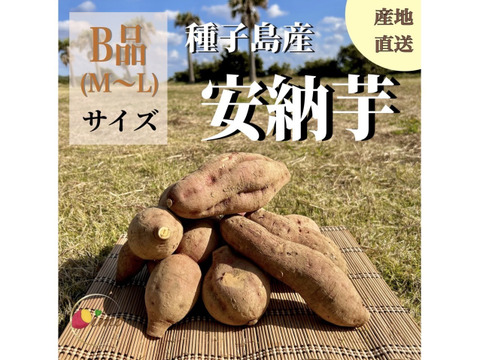 【期間限定】種子島産 新じゃが(M・L・2L)＆熟成安納芋B品(M〜Lサイズ)｜合計 10kg 旬の味わいセット🍠🥔