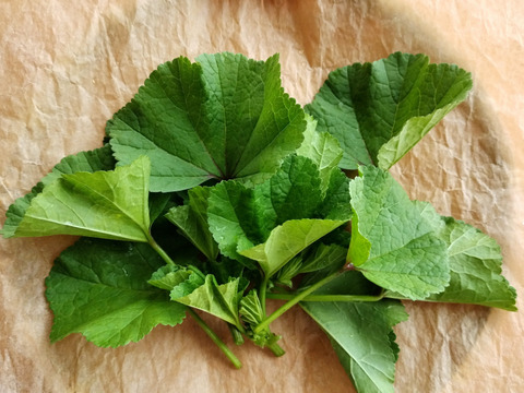 ｢食卓の名脇役！ハーブ/ちょっと変わった野菜がいろいろ試せるミニセット｣
