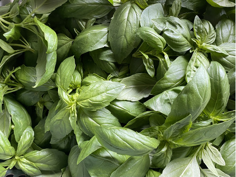 農薬・化学肥料不使用　フレッシュバジル500g