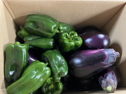 【淡路島より旬をお届け】どーんとなす　水ナス　ピーマン 【朝どれ！新鮮！！】