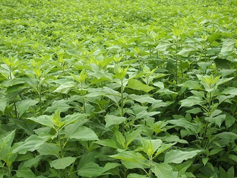 農薬不使用【菊芋粉末&菊芋茶】化学肥料不使用・パウダー微粉末とお茶