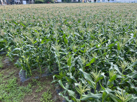 【ドルチェドリーム】朝どれ！生でもおいしいスイートコーン（10～13本/4kg）