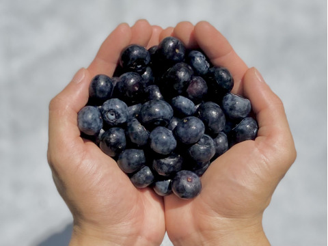 【大特価セール】訳あり ブルーベリー500g【乳酸菌農法】