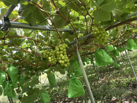 不揃いでも味は極上！🟢期間限定！シャインマスカット🟢ご家庭用 【2房-約800g】