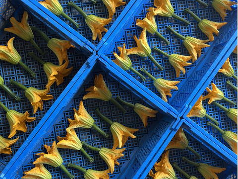 花ズッキーニ【36本】