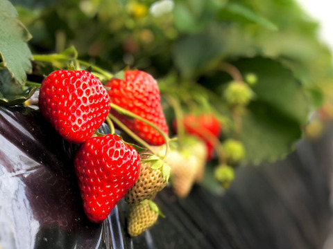 【ギフトボックス】◇超特大◇農皇いちご 静岡限定品種　きらぴ香　900g以上