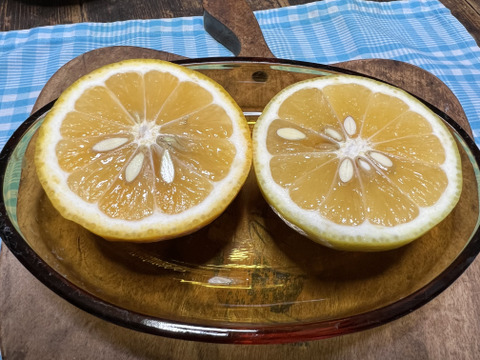 【農薬不使用】ニューサマーオレンジ6kg