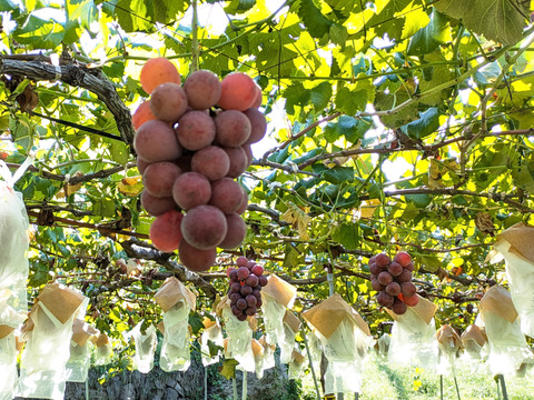 翠の爽香、紅の芳醇【プレミアムギフト】クイーンニーナとシャインマスカット （約500g×２房＝約1kg）長野県認証/特別栽培相当（信州の環境にやさしい農産物認証50）