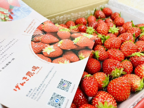 【いちごジャム向け】いちごたくさん採れちゃいました♪箱詰め1㎏