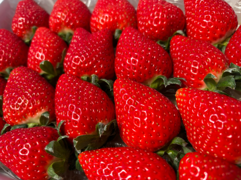 完熟よつぼし☆（ご家庭用・約530g×４箱）