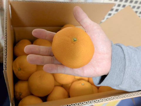 甘さしか勝たん！宮川早生10kg