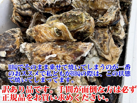 5kg 海から水揚げしたままの牡蠣【要説明確認】生食用 ムール貝 アカザラガイ 手間のかかる牡蠣です 生牡蠣 牡蛎 kaki oyster 松島牡蠣屋 かき カキ 半分程度は不要なゴミが出ます BBQ