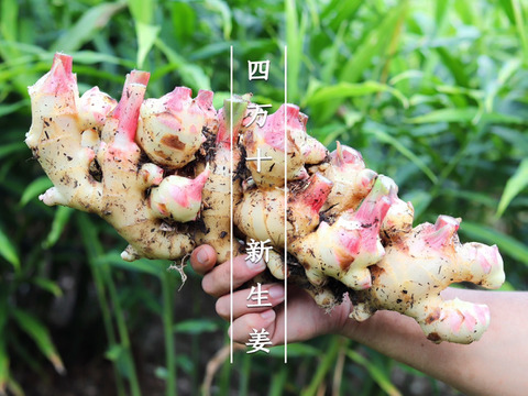 【受注収穫】掘りたて新生姜１０ｋｇ 農薬不使用 自然栽培 四万十産
