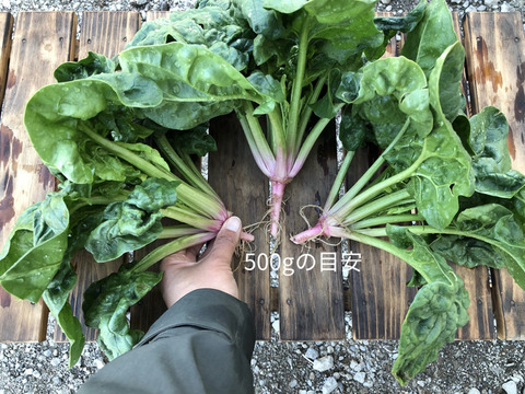 (60)家計応援！[信州産]冬越し露地ちぢみほうれん草