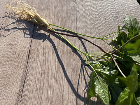 葉まで丸ごと！農薬不使用『高麗人参』3本セット