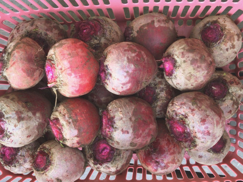 【世界の野菜旅】3種のカラフルビーツ1.5キロ