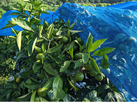 9/14～10日間限定！残暑においしい！極早生みかん 朝採れ出荷 3kg(35個±5個 or 50個±5個)