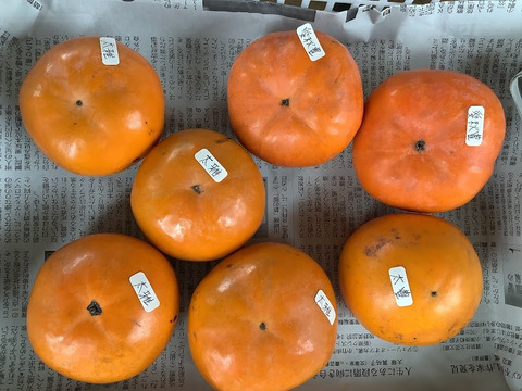 【希少3品種　柿食べ比べセット訳ありお値打ち1.2㎏】愛秋豊・太雅・太豊(栽培期間中　農薬不使用)