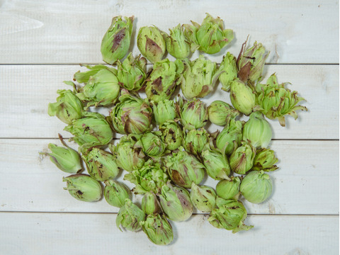 【天然物は香りが違う！！】春一番の贈り物　ほろ苦さがたまらない 天然ふきのとう