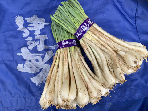 伊江島産♪島らっきょう5㎏⑤ 伊江島産 島らっきょう 約500g のお取り寄せは琉球本舗