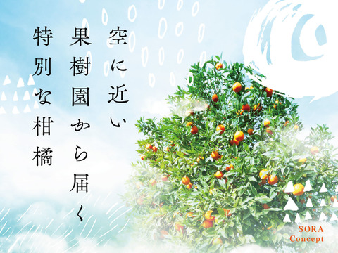 【訳あり】そらきよみ 天空の果樹園 愛媛産みかん 4kg